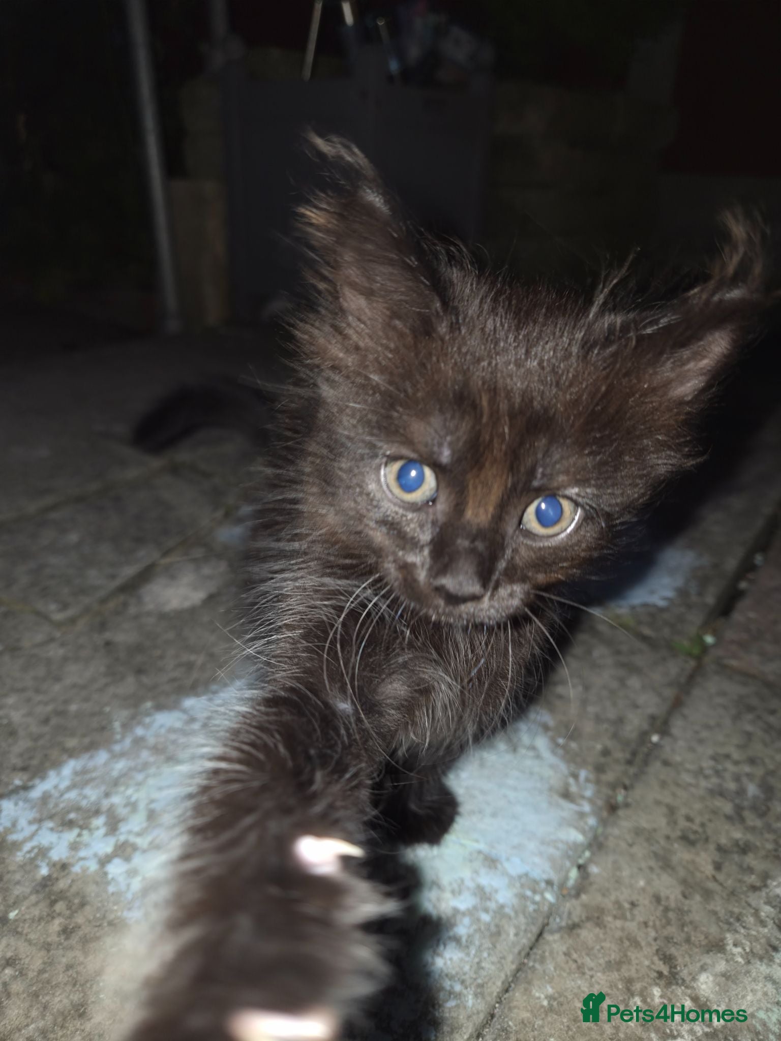 Mixed Breed cats Kitten  - Advert 4