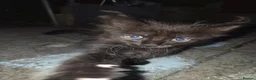 Mixed Breed cats for sale: Kitten  - Advert 1