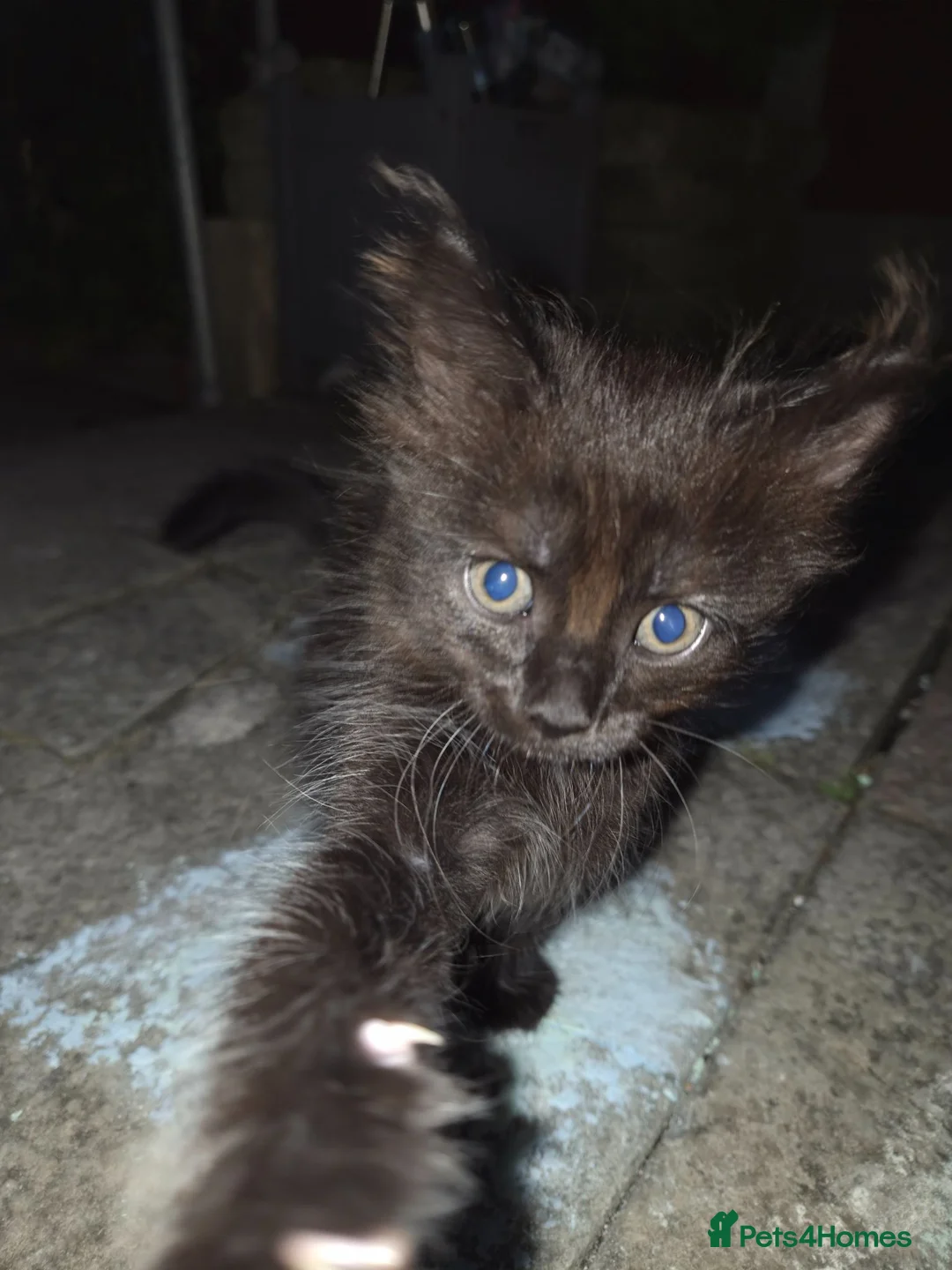 Mixed Breed cats for sale: Kitten  - Advert 1