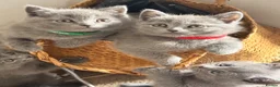 British Shorthair cats for sale: British short hair fluffy kittens,London based - Advert 8