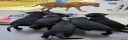 Mixed Breed dogs for sale: Adorable Labrador xxx puppies  - Advert 4