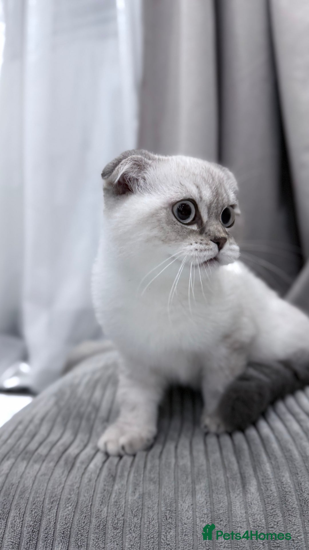British Shorthair cats for sale: British Shorthair & Scottish Fold - Image 14