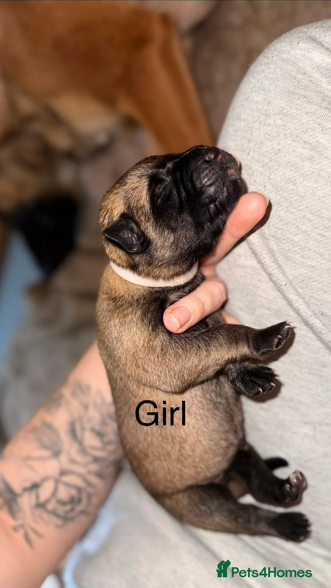 Mixed Breed dogs for sale: Incredible Belgian MalinoisxGerman shepherd pups - Advert 5