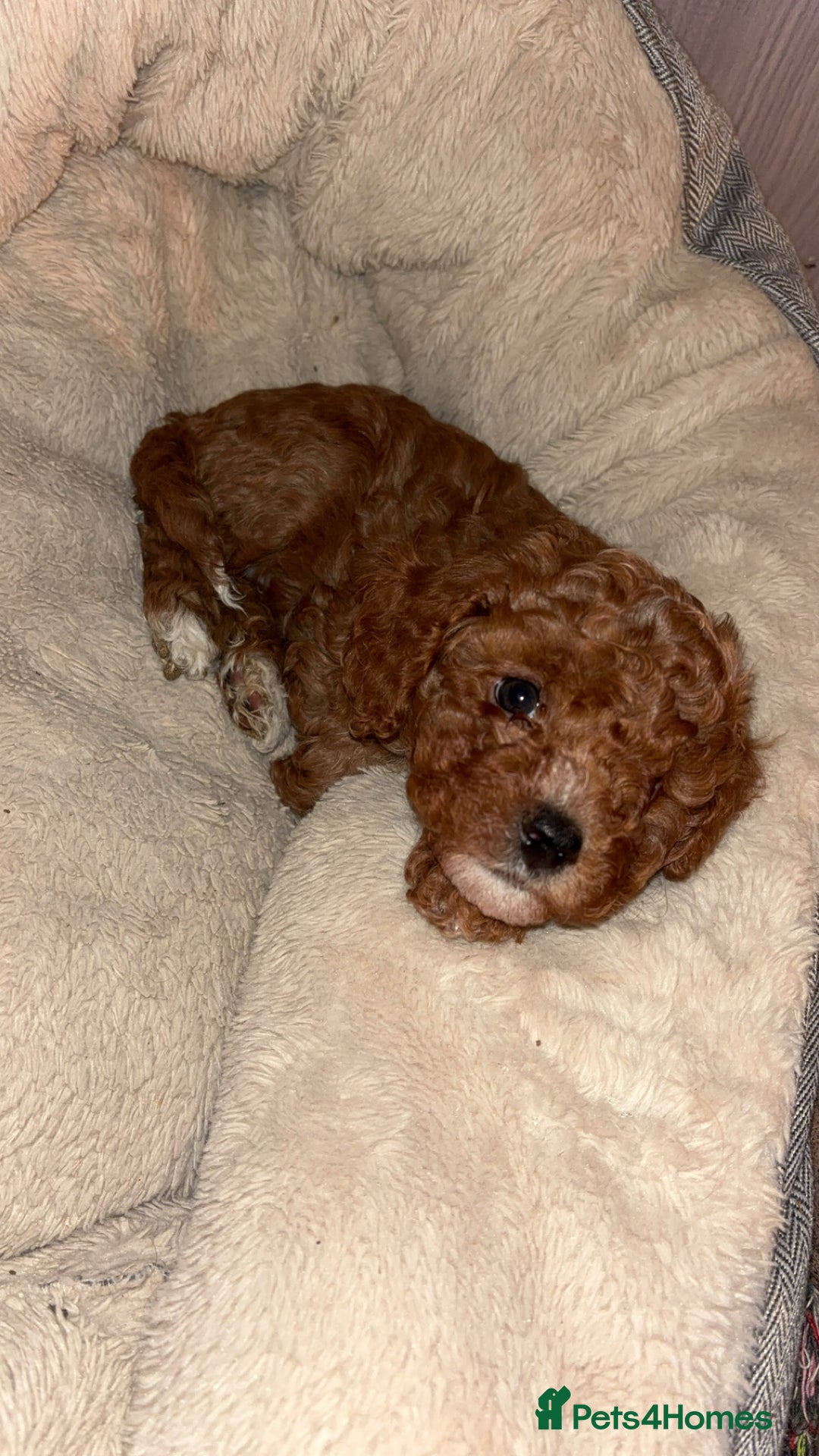 Cavapoo dogs for sale: Cavapoo F1B LAST GIRL AVAILABLE ♥️ - Advert 13