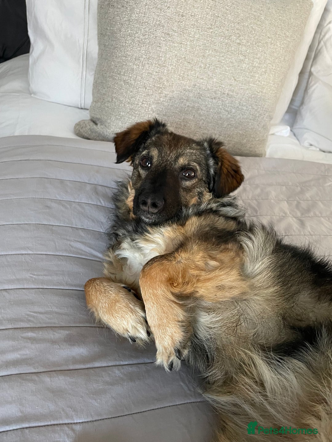 Mixed Breed dogs for adoption: Snowy is looking for a new home - Advert 1