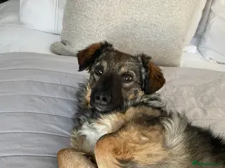 Mixed Breed dogs Snowy is looking for a new home - Advert 15