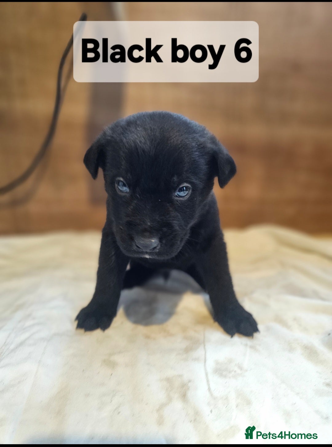 Mixed Breed dogs for sale: German shepard x rottweiler pups - Advert 25