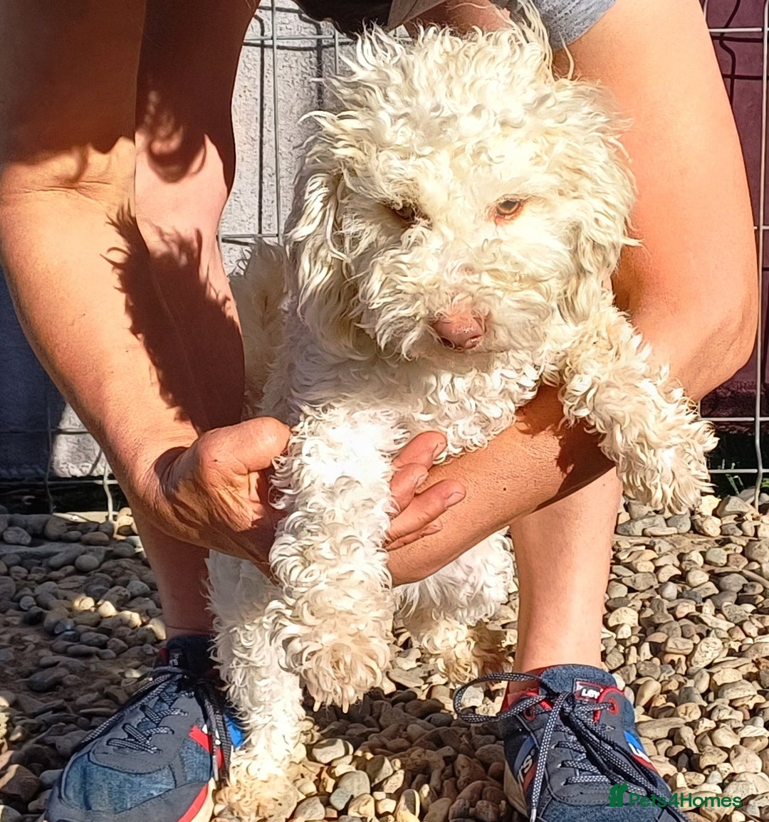 Yorkiepoo dogs for adoption: M.&K. - two inseparable friends for a Loving Home - Image 26