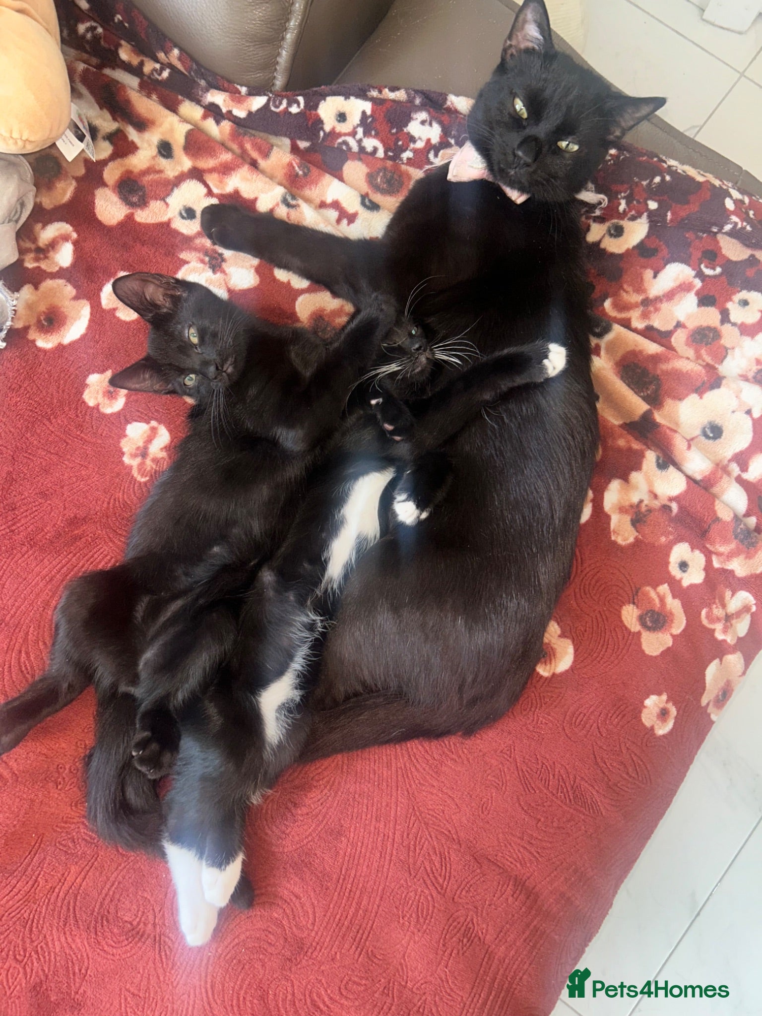 Mixed Breed cats Pair of kittens to go together  - Advert 2