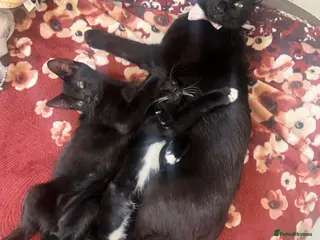 Mixed Breed cats ASAP Pair of kittens to go together - Advert 1