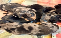 Dachshund dogs for sale: Pedigree Dachshund puppies PRA clear health tested - Image 16