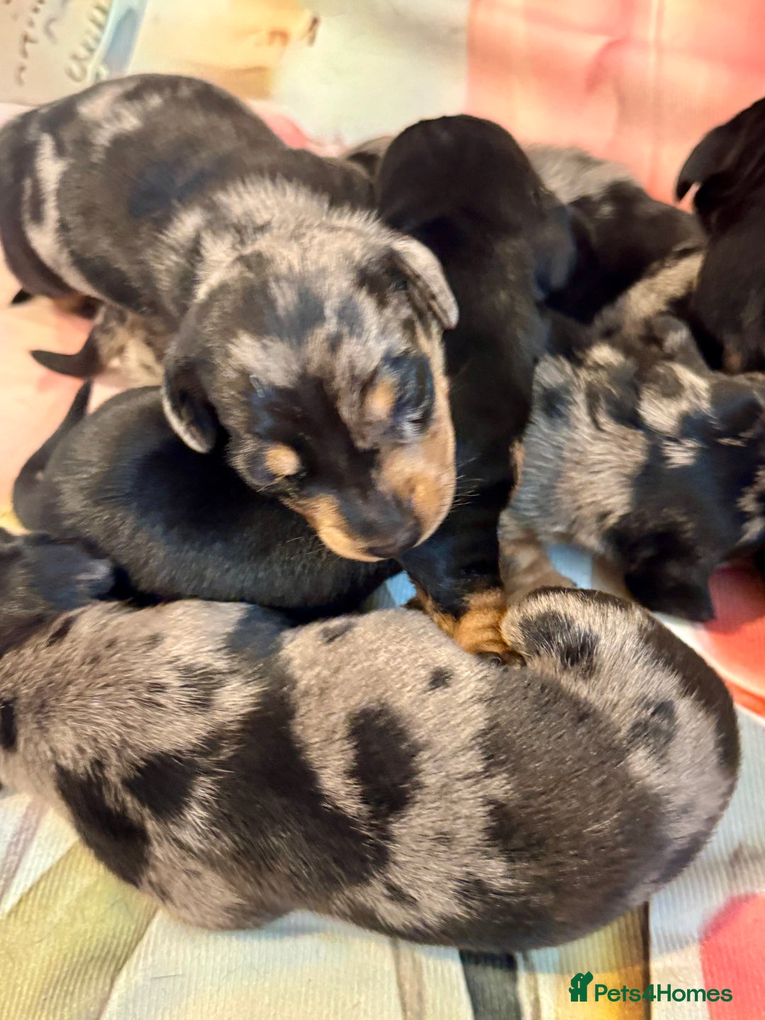 Dachshund dogs for sale: Pedigree Dachshund puppies PRA clear health tested - Image 16