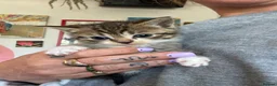 British Shorthair cats for sale: Five gorgeous soft kittens  - Advert 9