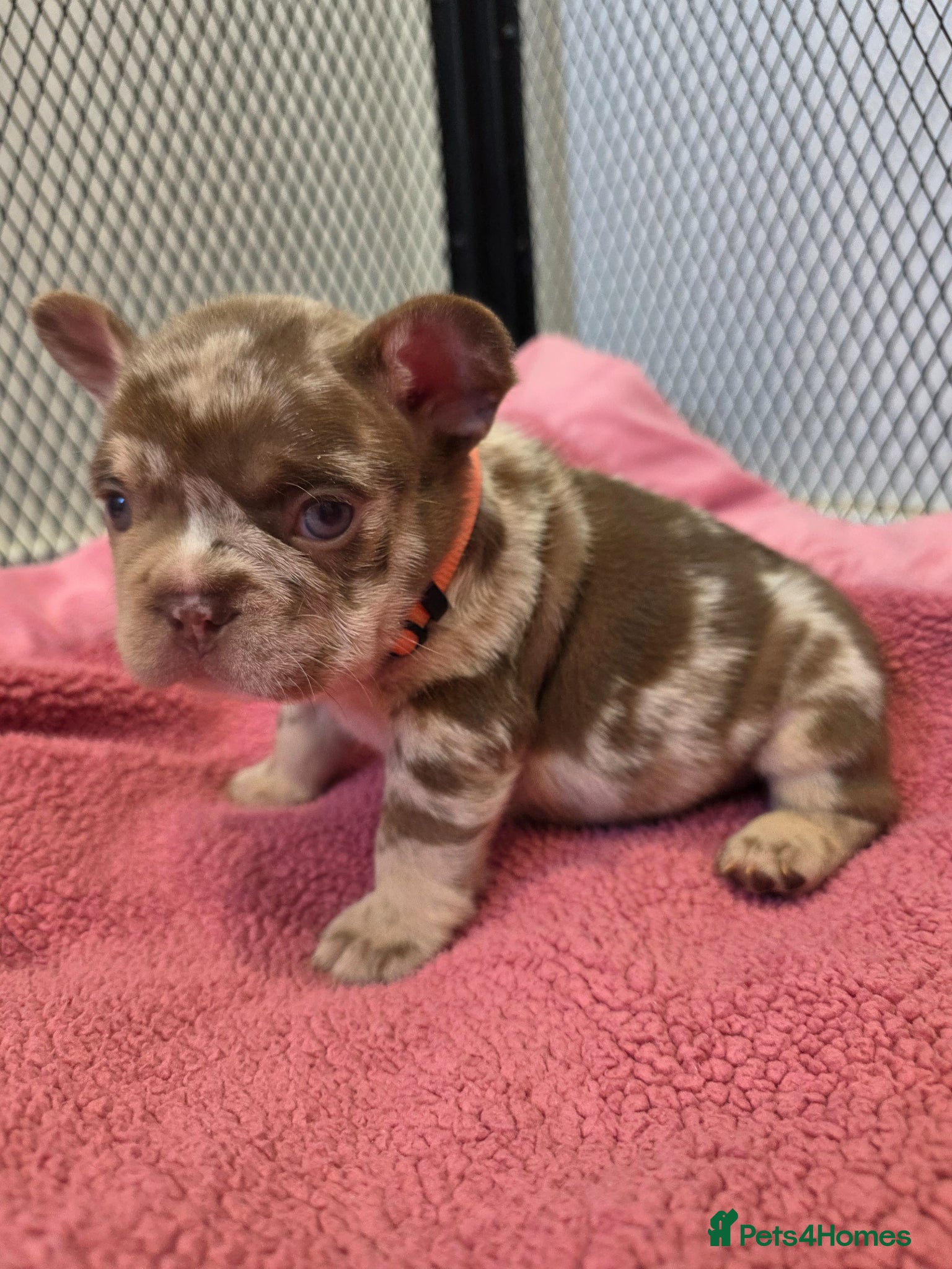French Bulldog dogs Open for offer FRENCH BULLDOG  - Advert 18