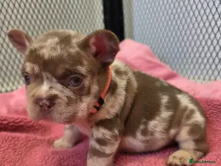 French Bulldog dogs Open for offer FRENCH BULLDOG - Advert 13
