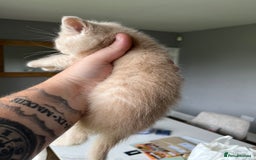 British Shorthair cats for sale: 3 beautiful British shorthairs  - Image 8