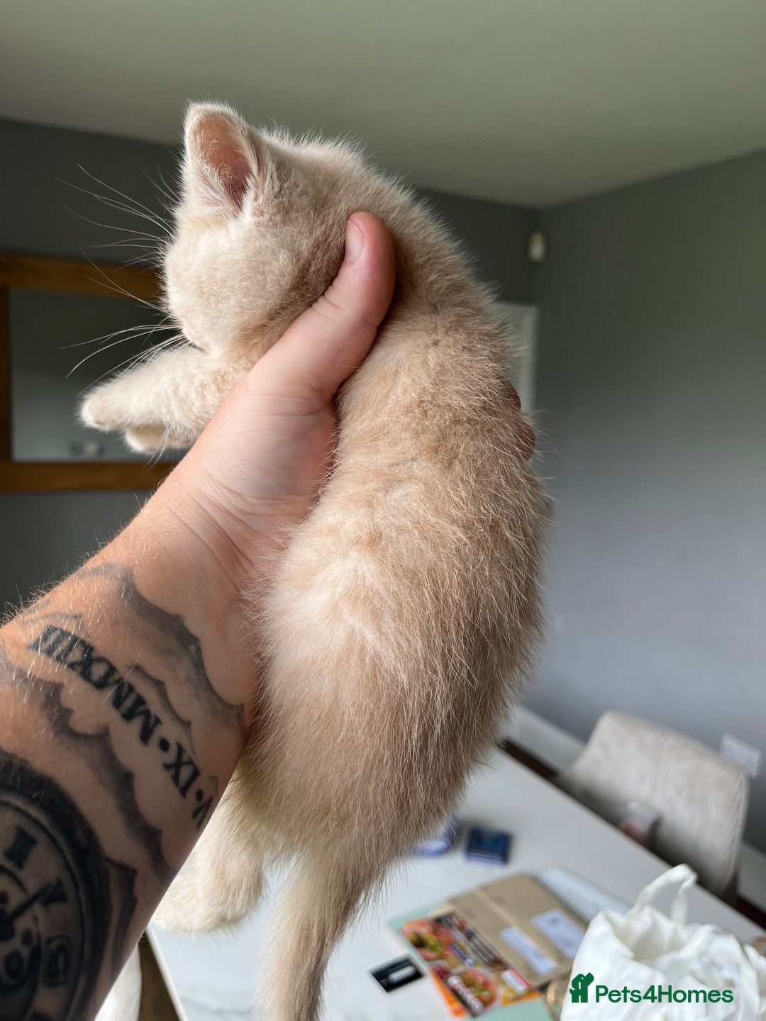 British Shorthair cats for sale: 3 beautiful British shorthairs  - Image 8