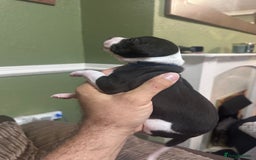 Whippet dogs for sale: Rare colours full pedigree KC Reg whippet pups  - Image 28