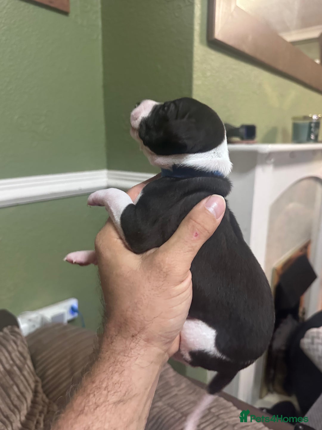 Whippet dogs for sale: Rare colours full pedigree KC Reg whippet pups  - Image 28