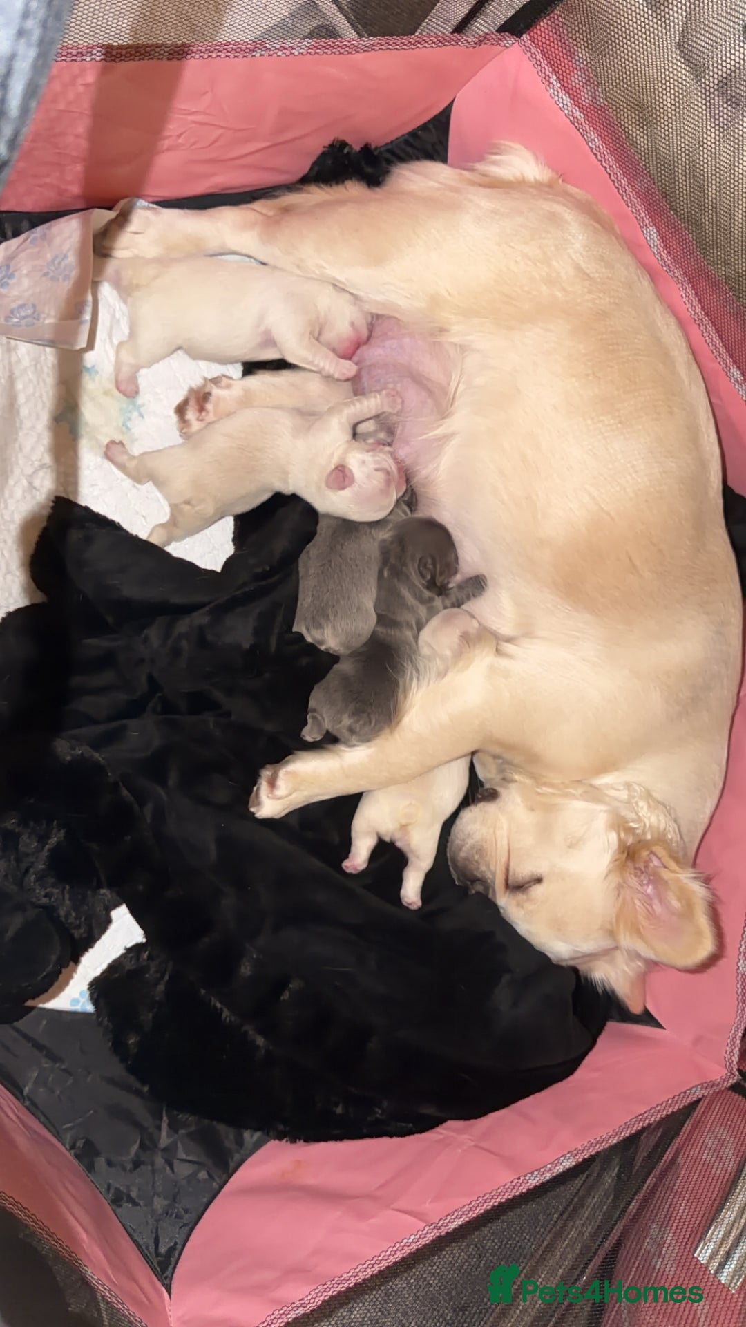 French Bulldog dogs for sale: Full visual outstanding fluffy frenchies - Advert 32