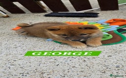 Japanese Shiba Inu dogs for sale: Stunning Shibas  in Llanybydder - Image 19