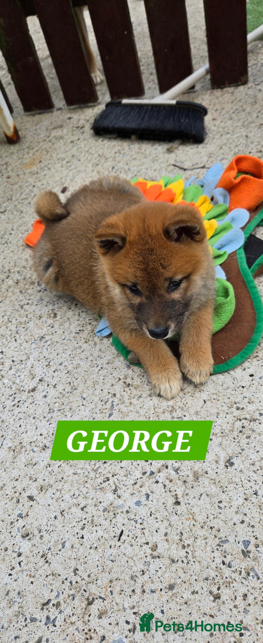 Japanese Shiba Inu dogs for sale: Stunning Shibas  in Llanybydder - Image 19