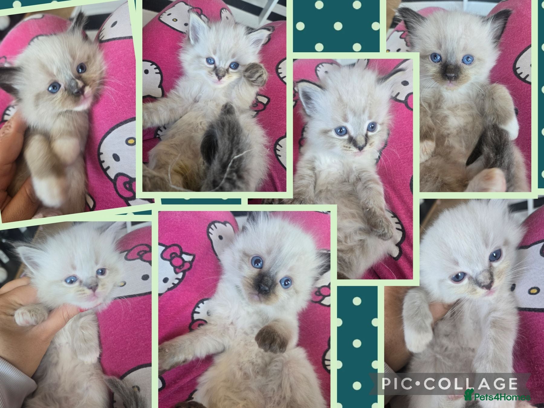 Ragdoll cats Cute litter of Purebred Blue-eyed Ragdoll kittens - Advert 2