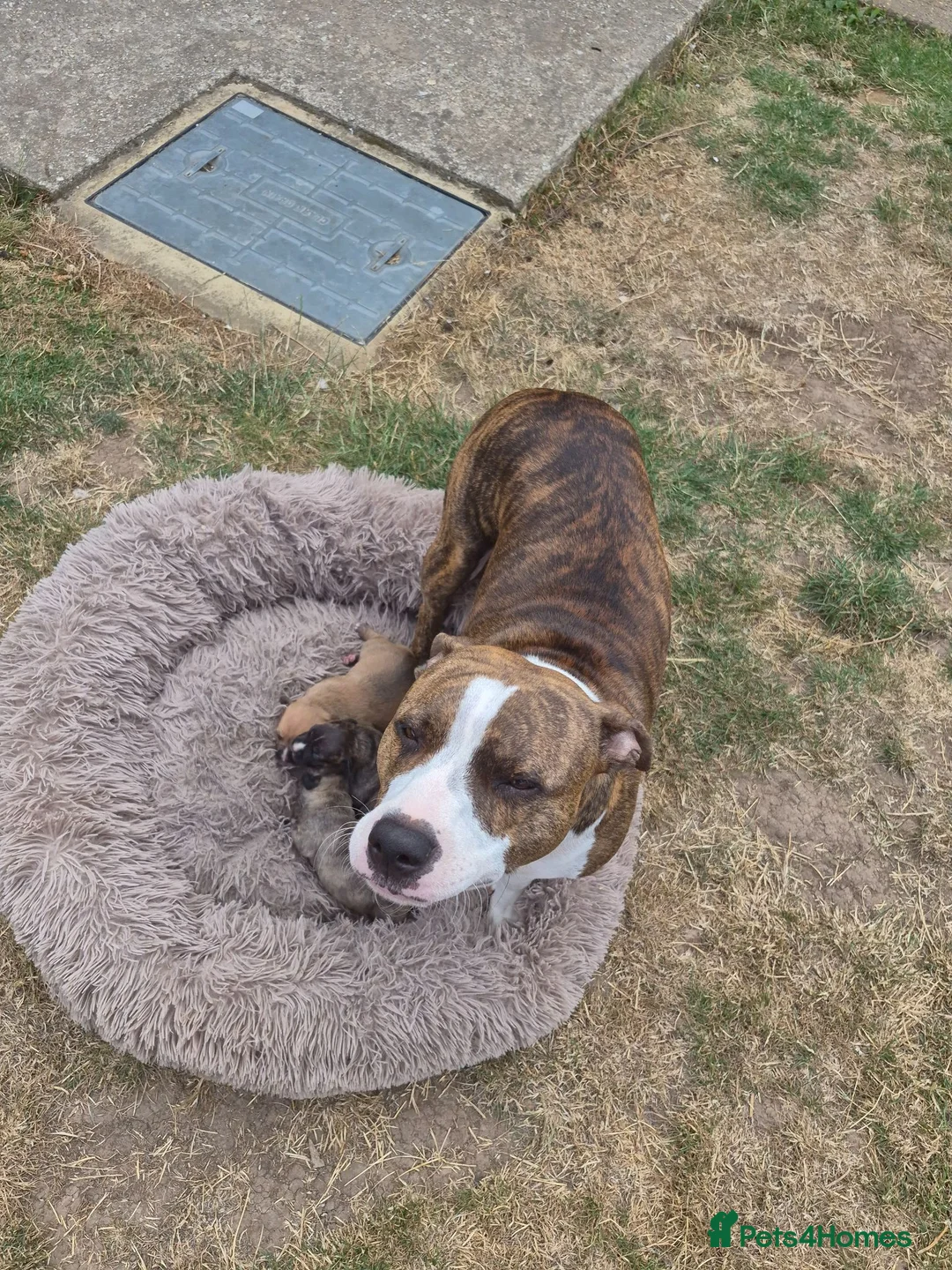 Staffordshire Bull Terrier dogs for sale: Staffordshire Terrier puppies - Advert 1