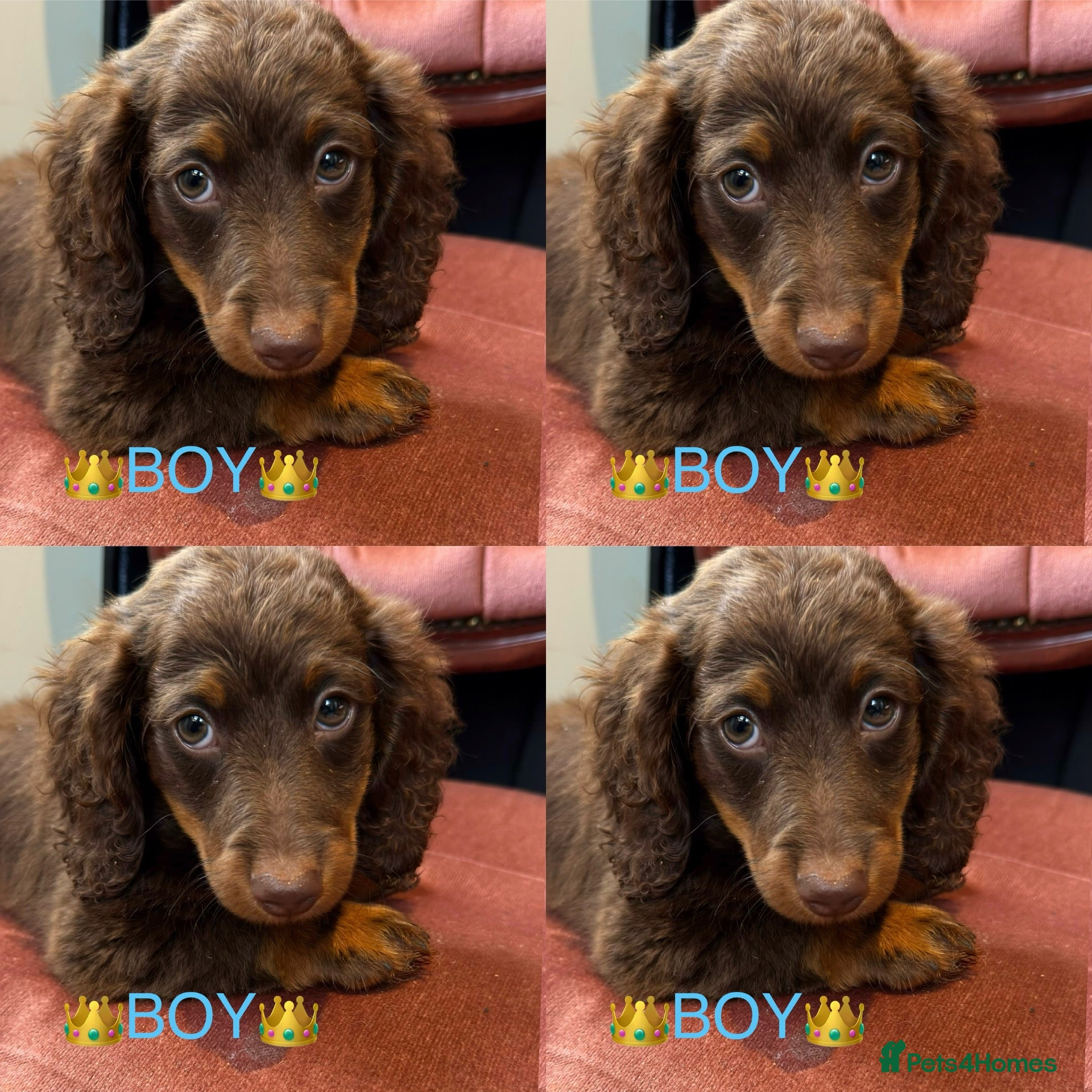 Miniature Dachshund dogs Dachshund miniature long hair  - Advert 16