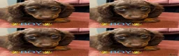 Miniature Dachshund dogs for sale: Dachshund miniature long hair  - Advert 1