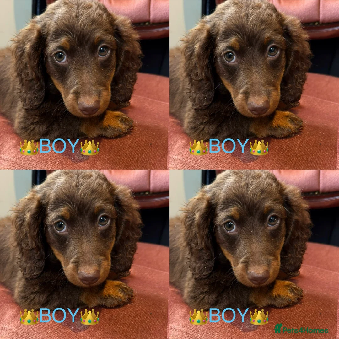 Miniature Dachshund dogs for sale: Dachshund miniature long hair  - Advert 1