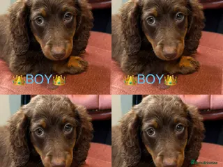 Miniature Dachshund dogs Dachshund miniature long hair - Advert 16