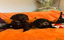 Cocker Spaniel dogs for sale: Cocker spaniels  - Image 6