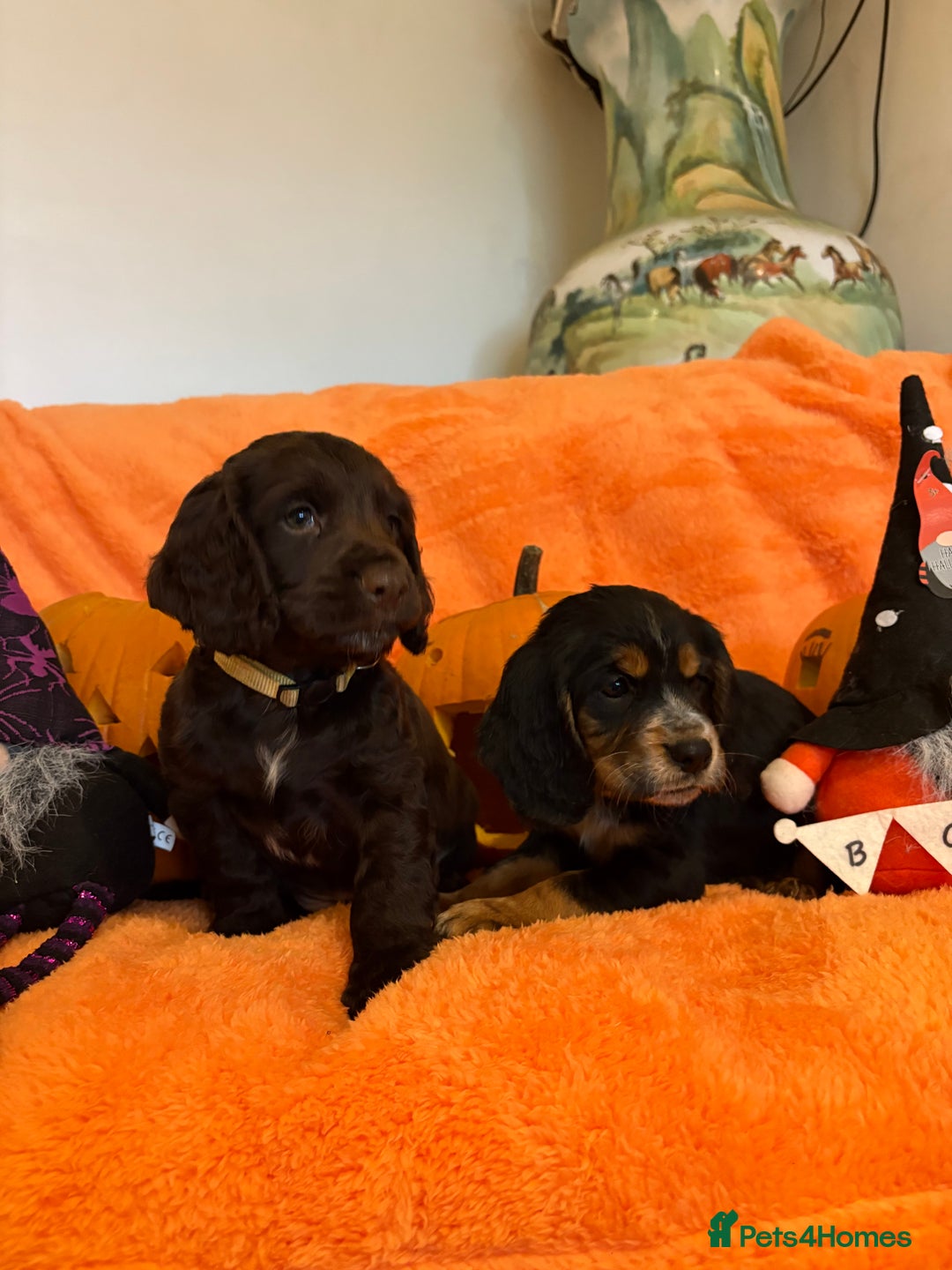 Cocker Spaniel dogs for sale: Cocker spaniels  - Image 6