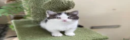Munchkin cats for sale: 9 weeks old Full Pedigree Munchkin kittens  - Advert 4