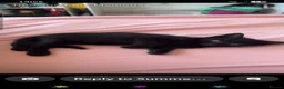 Domestic Shorthair cats for sale: 3x 14 week old kittens & 2x 10 week old kittens in Peterborough - Advert 6