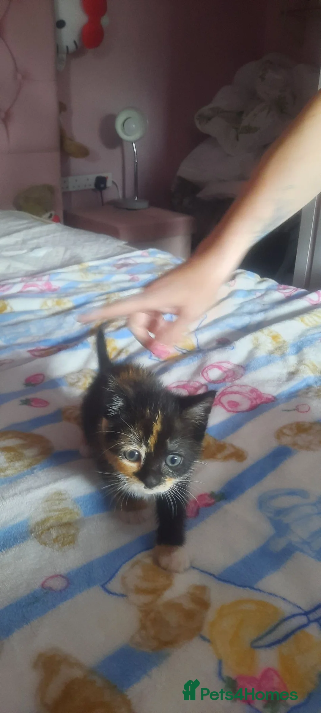 Mixed Breed cats for sale: Beautiful kittens for sale in Glasgow - Advert 6