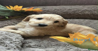 Cockapoo dogs - Advert 9