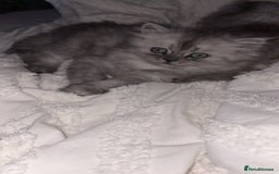 Persian cats for sale: Purrrfect Persians 😻😻😻 - Image 8