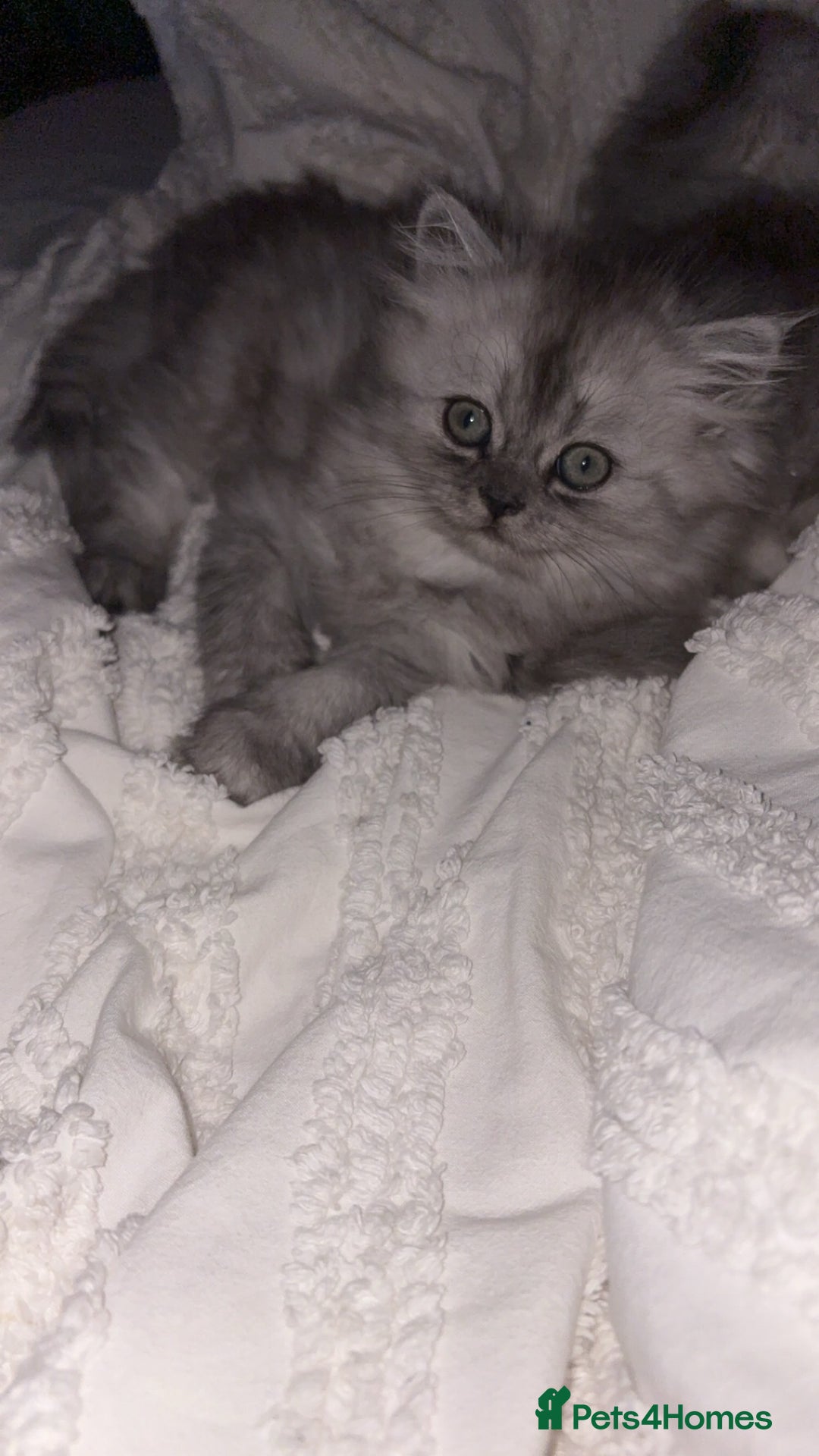 Persian cats for sale: Purrrfect Persians 😻😻😻 - Image 8