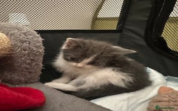 Mixed Breed cats for sale: Mixed Breed kittens - Image 3