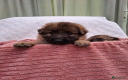 German Shepherd dogs for sale: Stunning blue and sable GSD puppies - Image 14