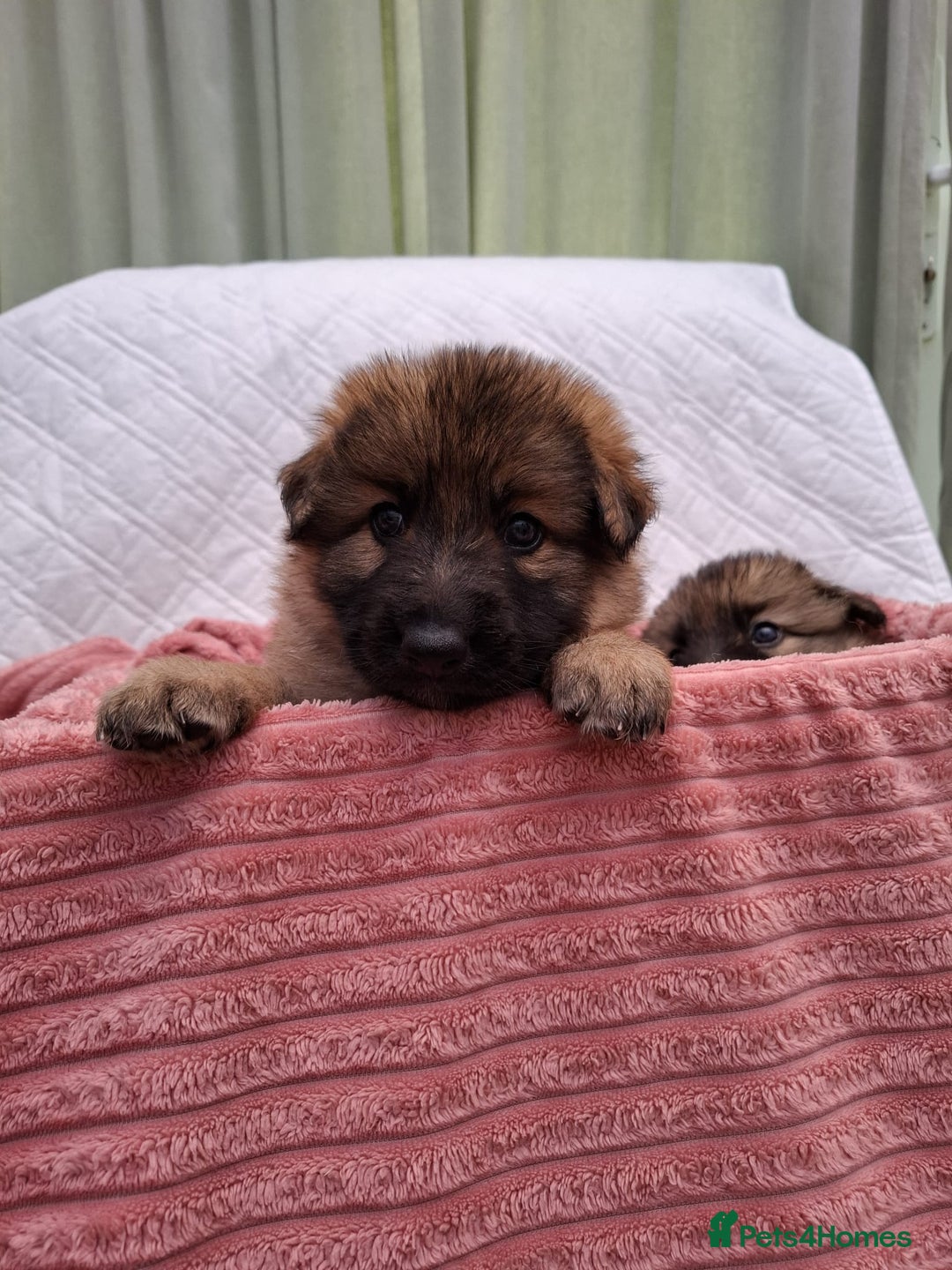 German Shepherd dogs for sale: Stunning blue and sable GSD puppies - Image 14