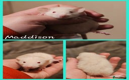 Rat rodents for sale: Baby Rats ~ Rex, Double Rex, Smooth and Dumbo - Image 8