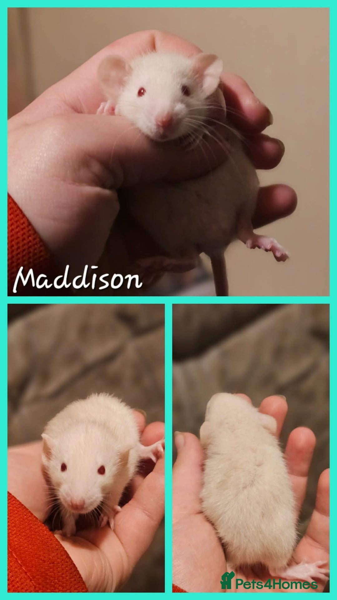 Rat rodents for sale: Baby Rats ~ Rex, Double Rex, Smooth and Dumbo - Image 8