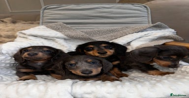Miniature Dachshund dogs - Advert 9