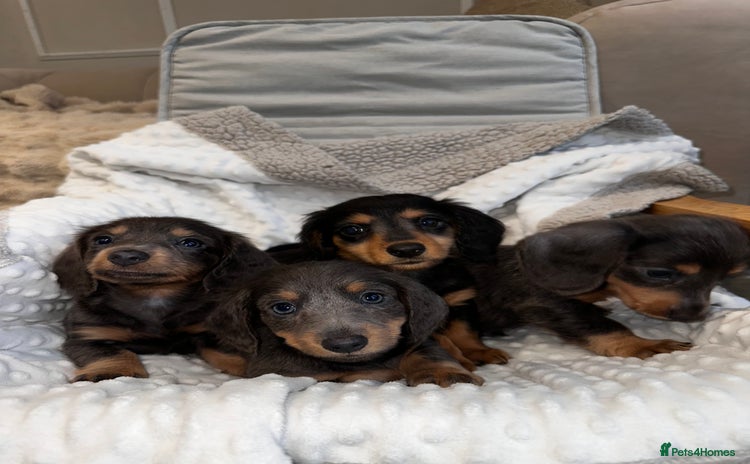 Miniature Dachshund dogs - Advert 4
