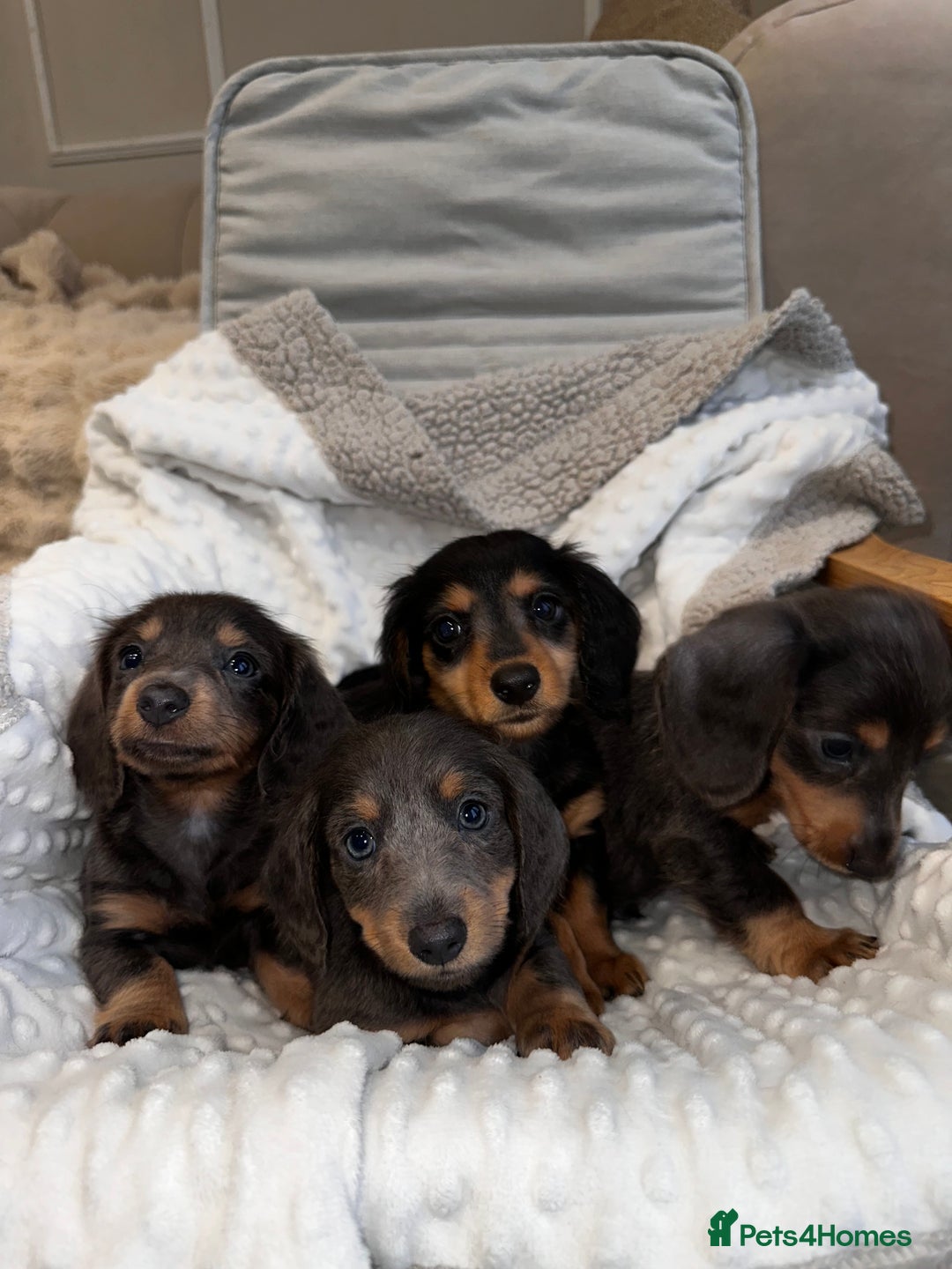 Miniature Dachshund dogs for sale: Miniature long hair dachshund 🤍 - Image 3