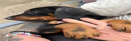 Dobermann dogs for sale: Doberman pups with KC parents  - Advert 7