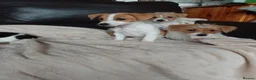 Jack Russell dogs for sale: Jack Russell in Exeter - Advert 5